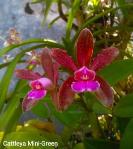 Cattleya leopoldii-forbesii