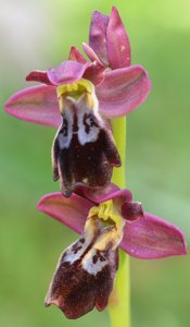 Ophrys fusca-tenthredinifera