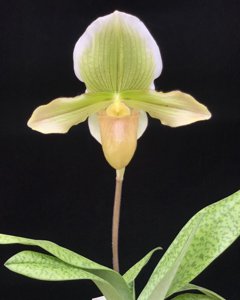 Paphiopedilum Alma Gevaert-Jolly Green Gem