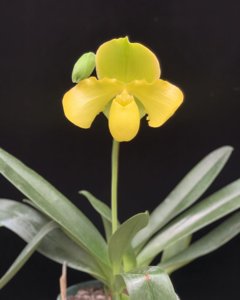Paphiopedilum Golddollar-Donna Hanes