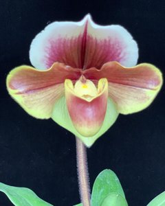 Paphiopedilum Winchilla-Gigi