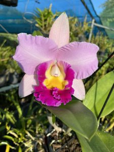 Cattlianthe Aussie Sunset-Dal's Magic