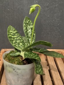 Paphiopedilum Hsinying Lime-Hsinying Ashley