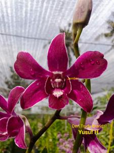 Dendrobium Trudy Brandt