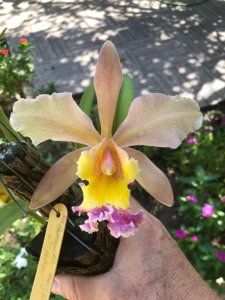 <i>Rhyncholaeliocattleya</i> Young Kong-forbesii