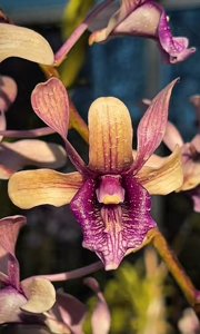 <i>Dendrobium</i> Suroboyo