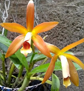 <i>Cattleya</i> Pippin