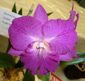 <i>Cattleytonia</i> Topaz Raspberry