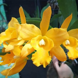 Rhyncholaeliocattleya Moonlight