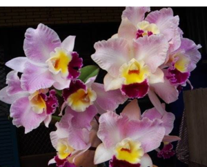 Rhyncholaeliocattleya Chian-Tzy General
