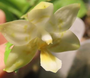 Phalaenopsis Lyndon Reflex