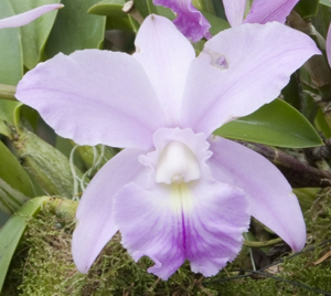 Cattleya dolosa