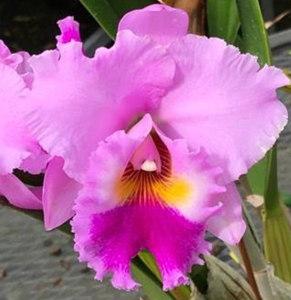 <i>Rhyncholaeliocattleya</i> Volcano Pink Puff