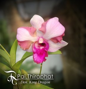 Dendrobium King Dragon