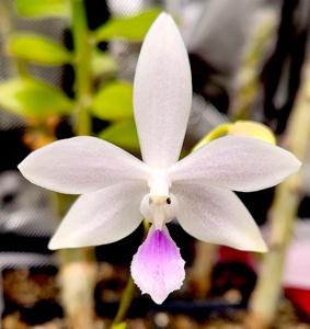 <i>Phalaenopsis</i> Hiroshima Tetratris