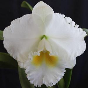 <i>Rhyncholaeliocattleya</i> Burdekin Dream