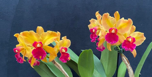 Rhyncholaeliocattleya Lucille Lundberg