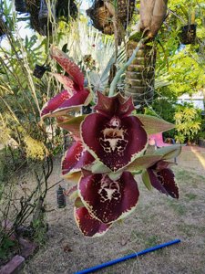 Catasetum David and Lee XOXO