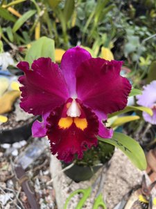 <i>Rhyncholaeliocattleya</i> Smiley Cupid