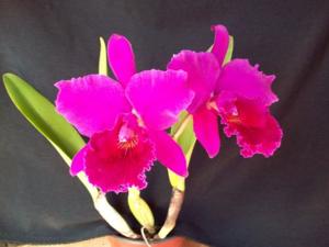 <i>Rhyncholaeliocattleya</i> Bianca's Show