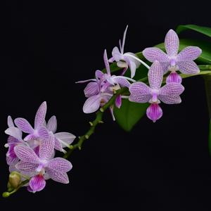 Phalaenopsis Janine