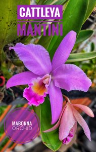 Cattleya Mantinii