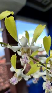 Dendrobium Edward Mathias