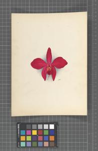 Cattleya Warnhamiensis