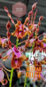 <i>Dendrobium</i> Seletar Delite