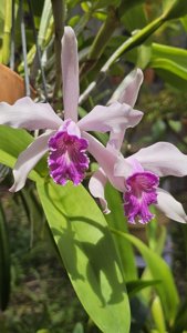 Cattleya cypheri