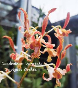 Dendrobium Verninha