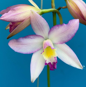 <i>Laeliocattleya</i> Rocket Sprite