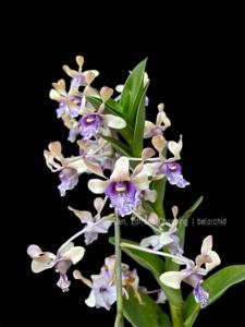 Dendrobium Edfrans Charming