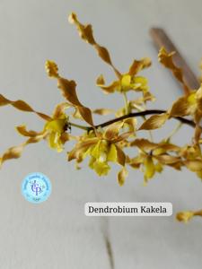 Dendrobium Kakela