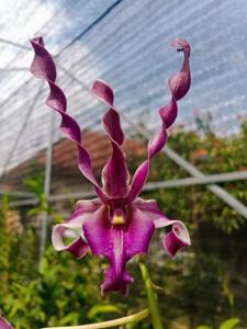 Dendrobium Mufidah J.K.