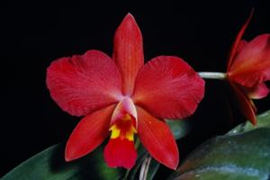 Cattleya Cherry Pie