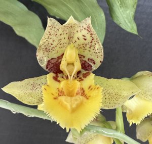 <i>Catasetum</i> Françoise Ledru