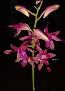 Dendrobium Sal Tik