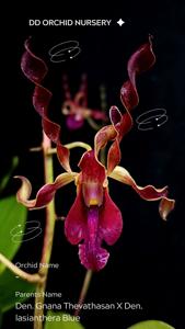 <i>Dendrobium</i> Queen Phoenix