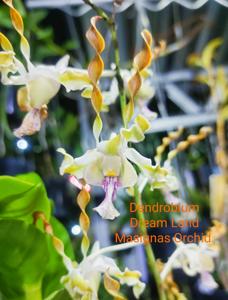 Dendrobium Dream Land