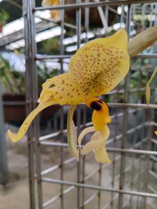 <i>Stanhopea</i> Mem. Juanita Solis