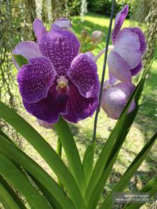 Vanda Pat Delight