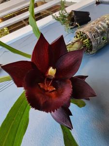 Catasetum Richie Moran