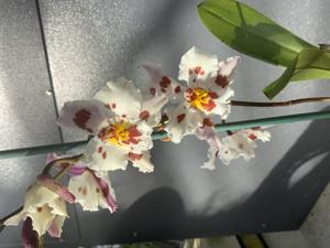 <i>Oncidium</i> Pumistor