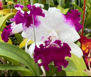 Cattleya White Spark