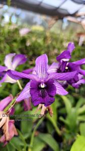 Dendrobium Indonesia Raya