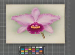 Cattleya Mrs. Willoughby Pemberton