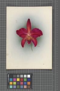 Cattleya Carna