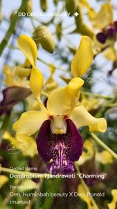 Dendrobium Tjandrawati