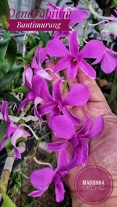 Dendrobium Bantimurung